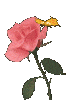 flower gif